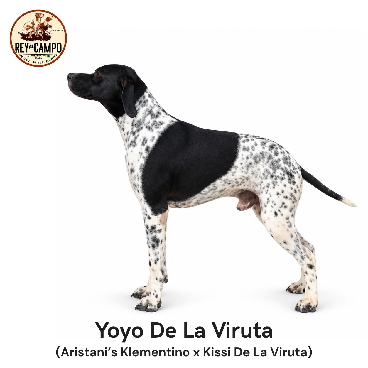Yoyo, Pointer Inglês do Canil Rey del Campo, de corpo inteiro